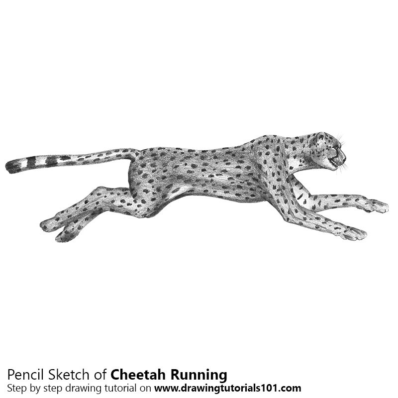 800x800 Cheetah Running Pencil Drawing - Cheetah Running Sketch