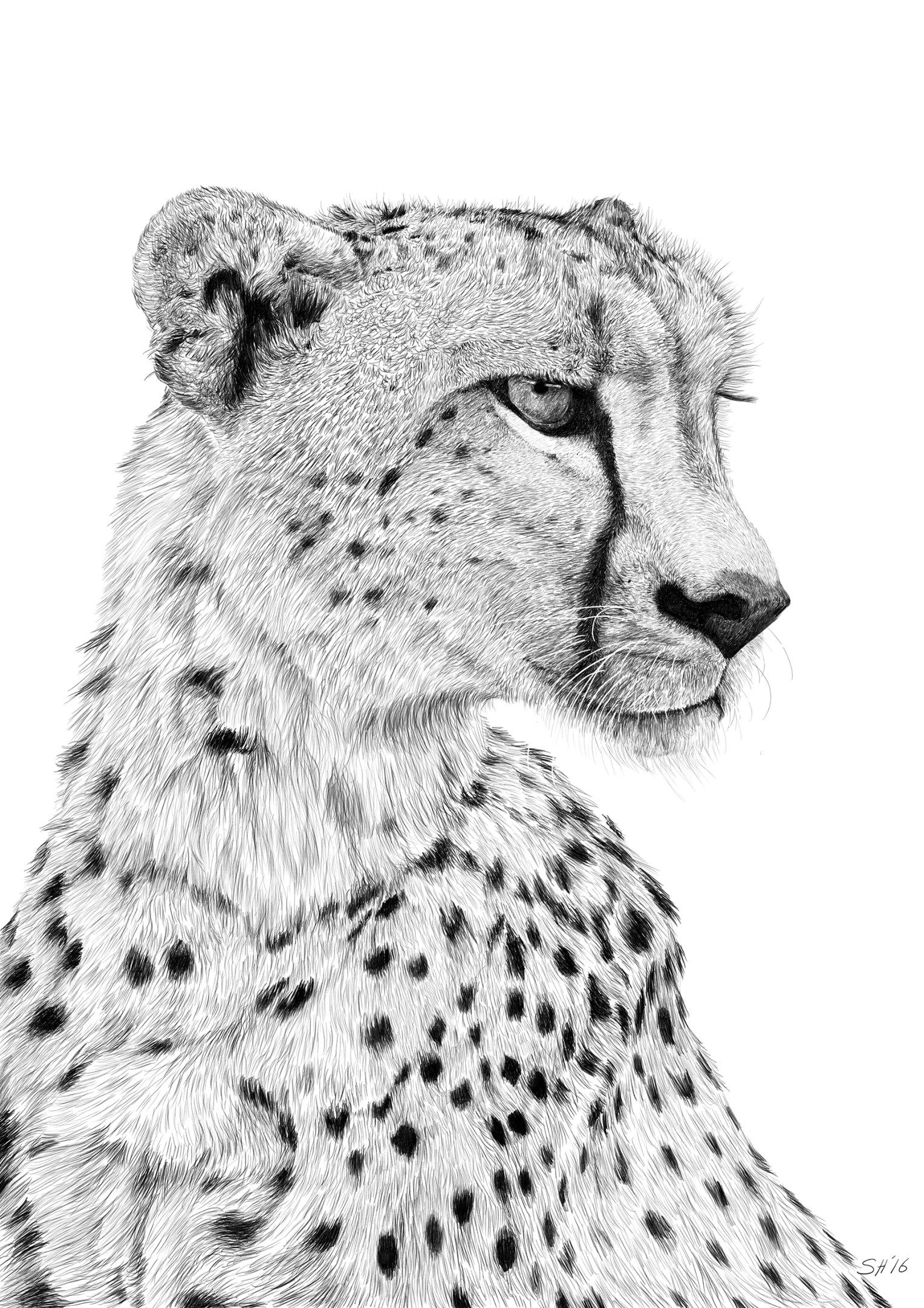 1528x2161 Cheetah Sketch Karakalem Resim Pencil Drawing - Cheetah Sketch