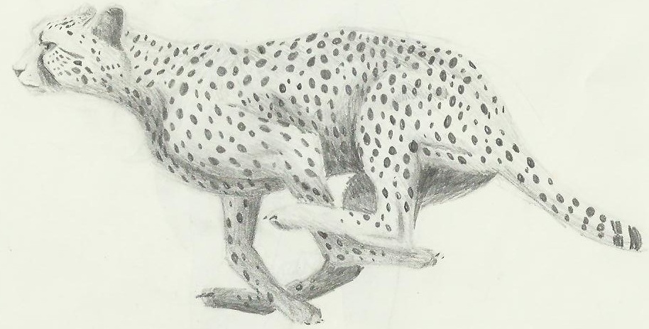 914x463 Cheetah Sketch By Aki Rain - Cheetah Sketch