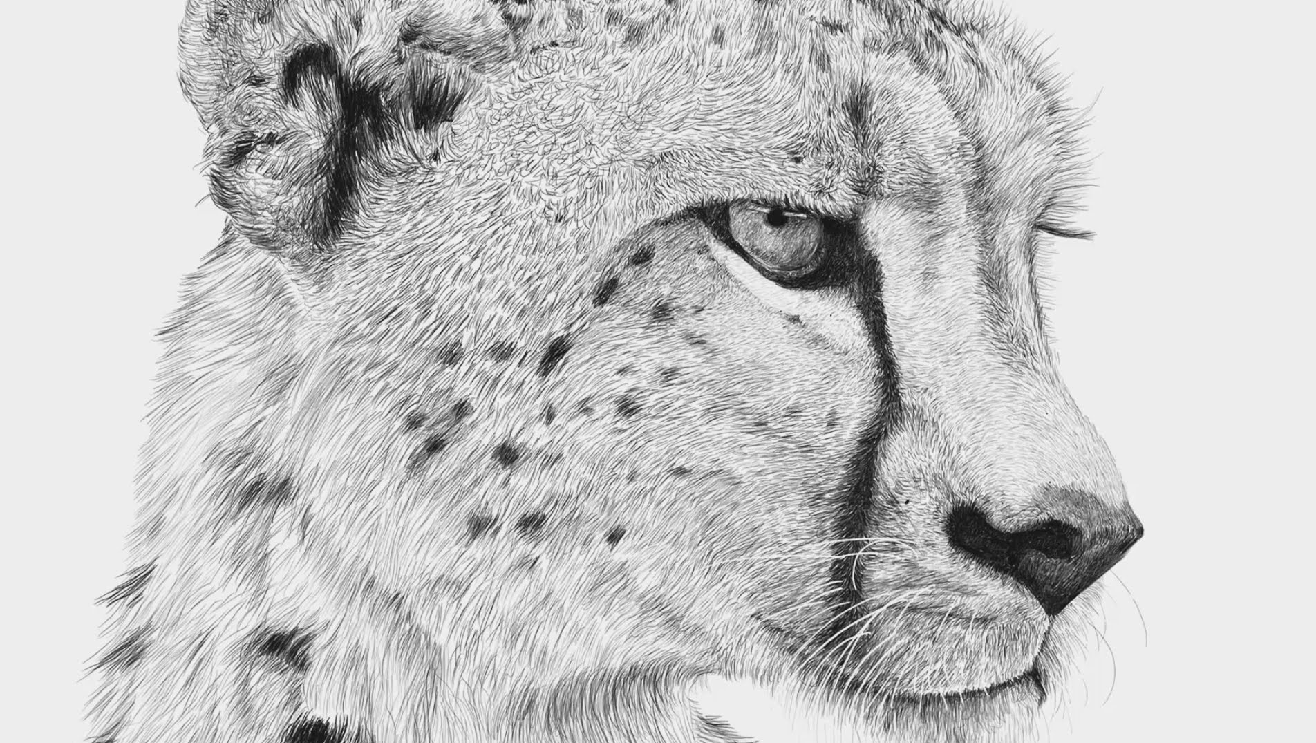 1904x1075 Cheetah Timelapse - Cheetah Sketch