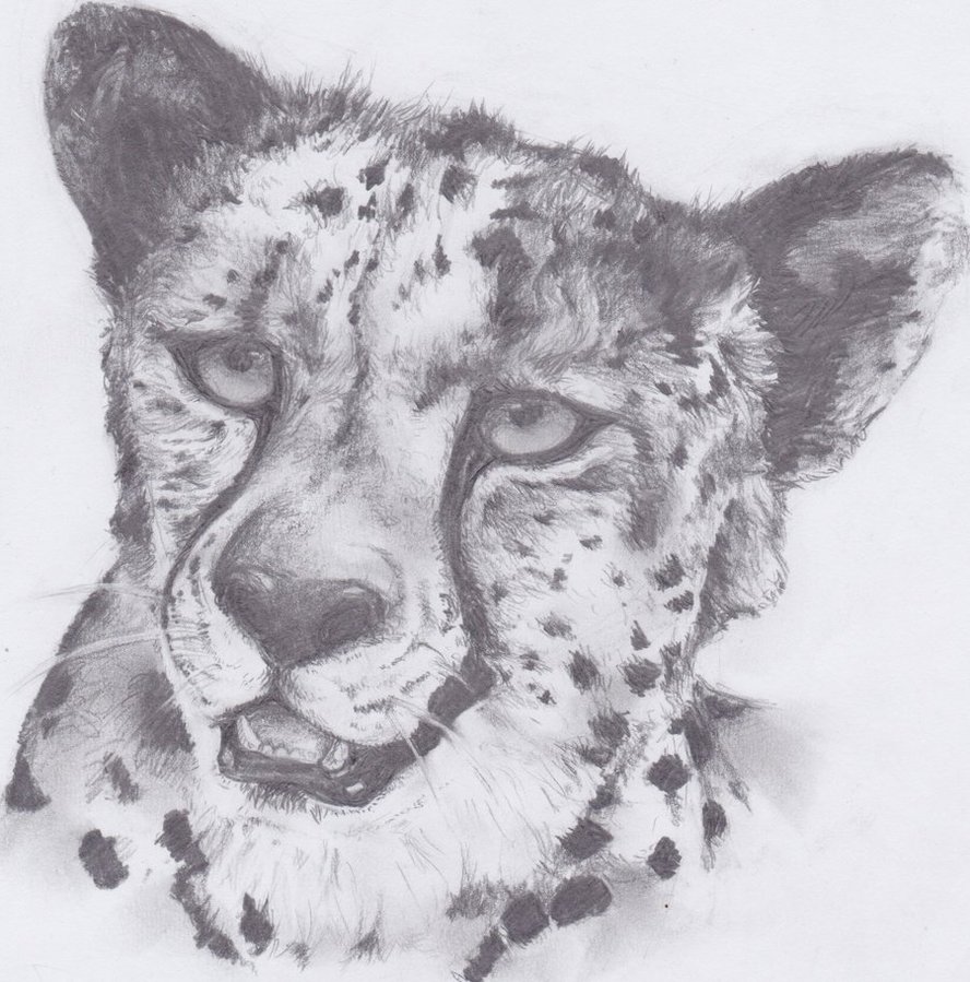888x899 Cheetah Sketch By Vanished Shadow - Cheetah Sketch
