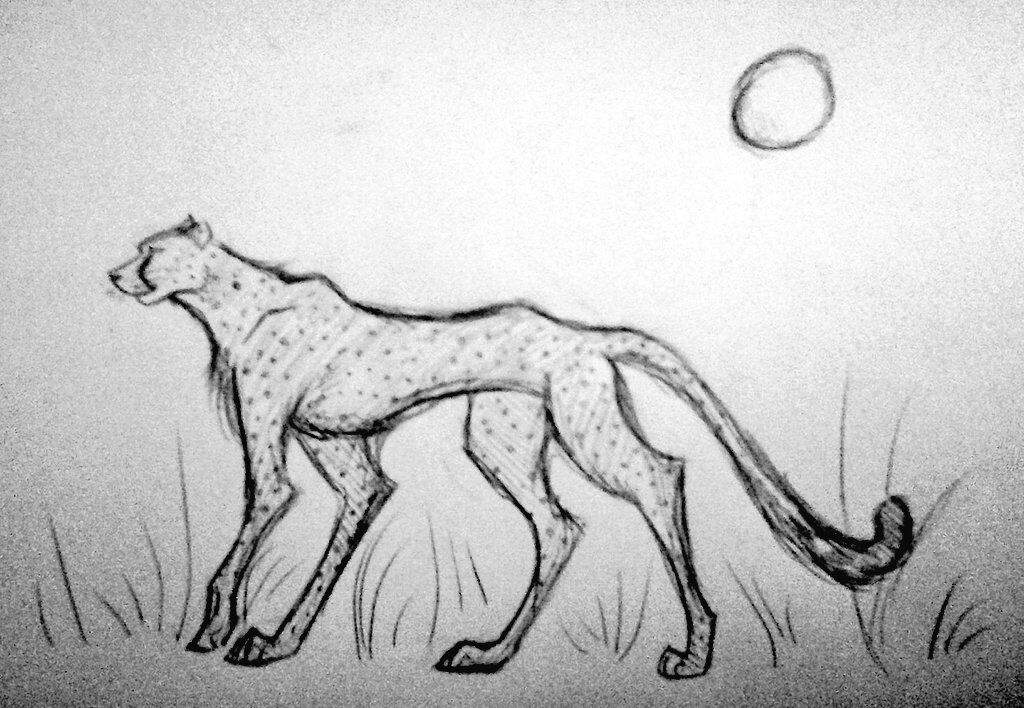1024x708 Cheetah Sketch. Art Amino - Cheetah Sketch