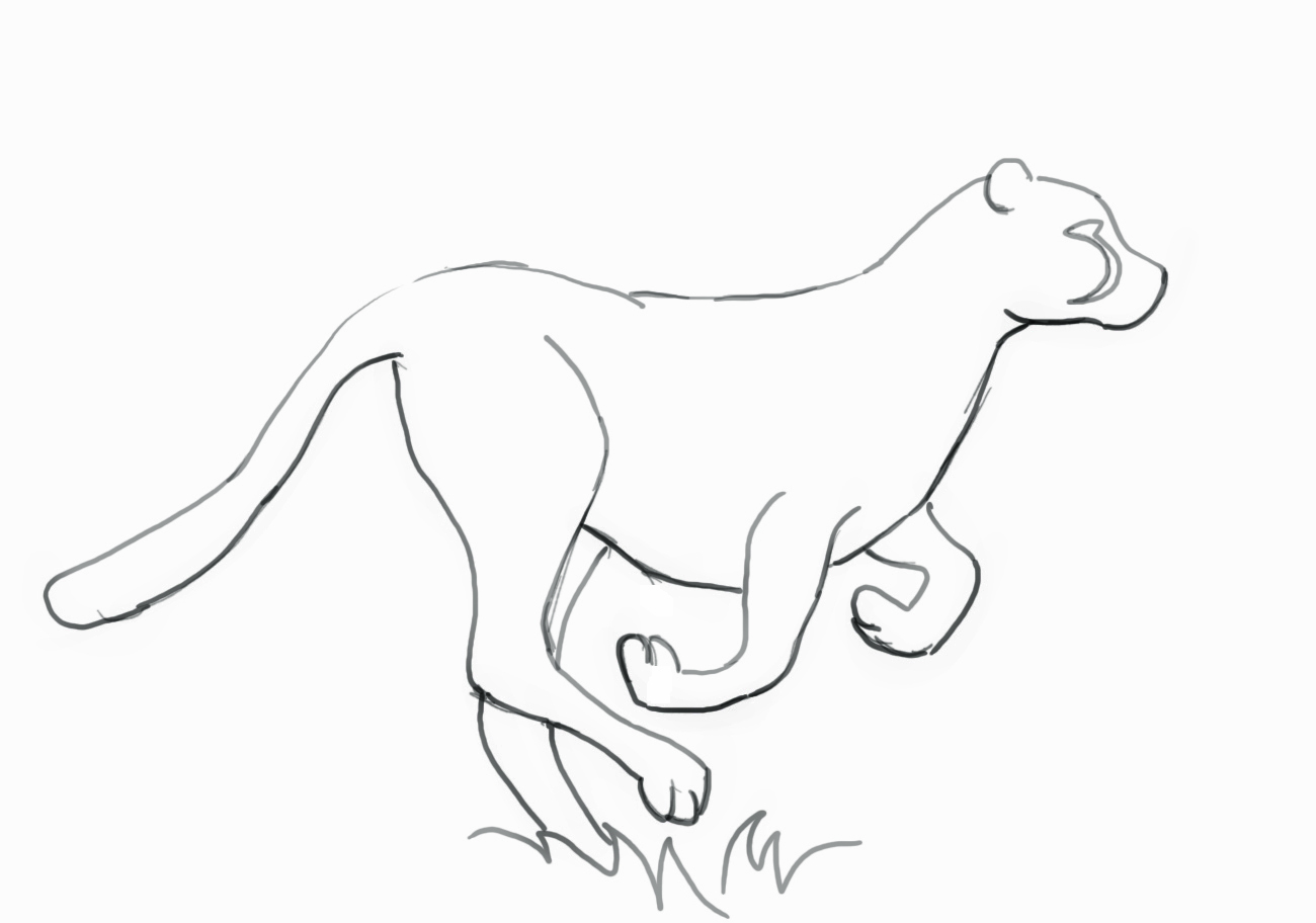 1300x912 How To Draw A Cheetah - Cheetah Sketch