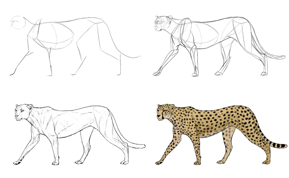 1000x618 How To Draw Big Cats Lions, Tigers, Cheetahs, And Much More - Cheetah Sketch