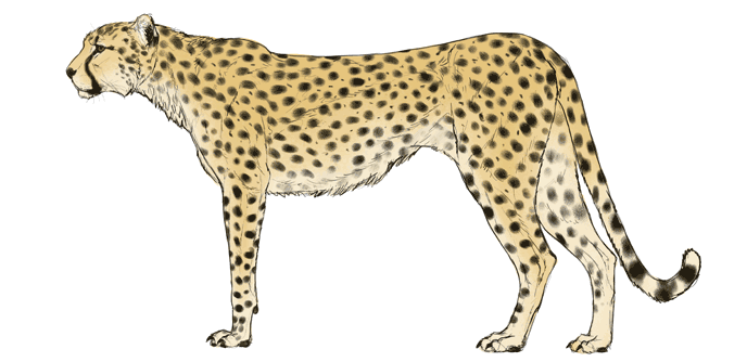 688x334 How To Draw Big Cats Lions, Tigers, Cheetahs, And Much More - Cheetah Sketch