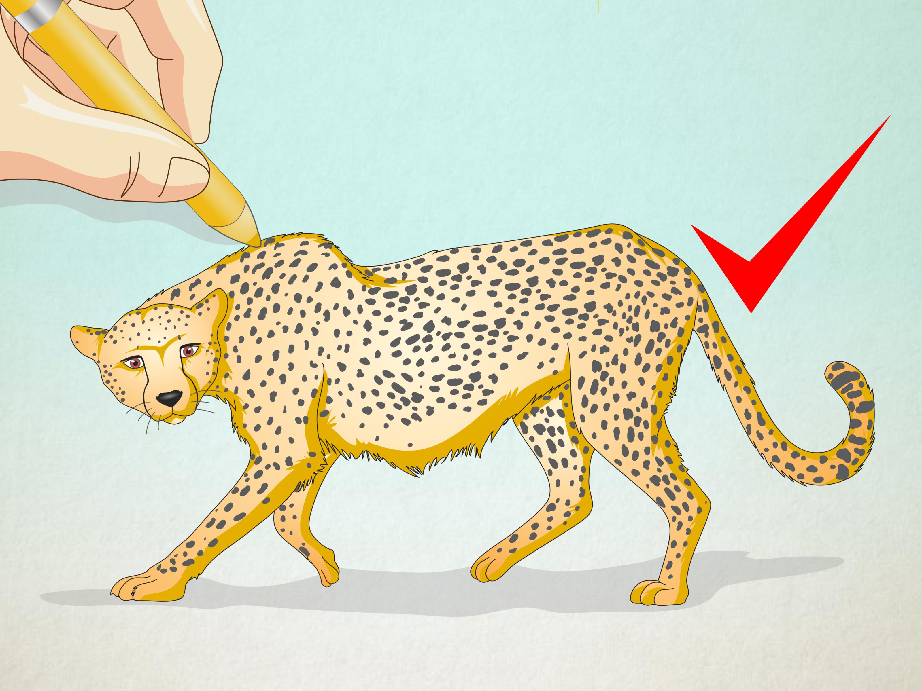 3200x2400 How To Draw A Cheetah 13 Steps (With Pictures) - Cheetah Sketch