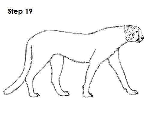 500x386 How To Draw A Cheetah - Cheetah Sketch
