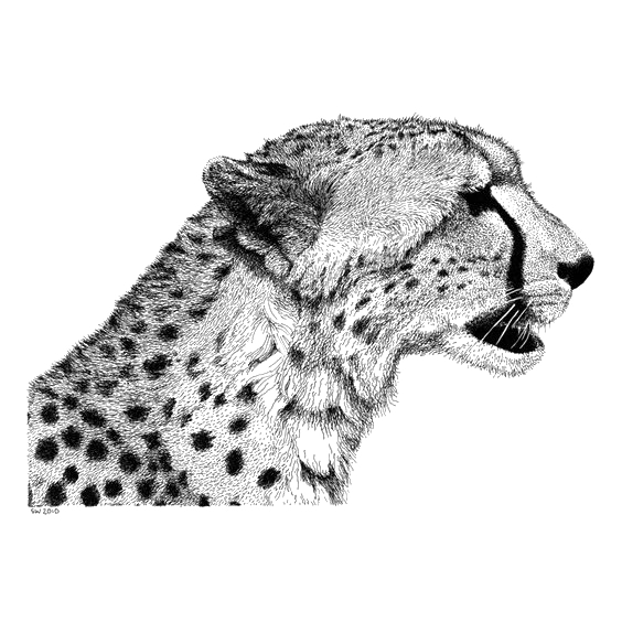 564x564 Cheetah Drawing Lion Sketch - Cheetah Sketch