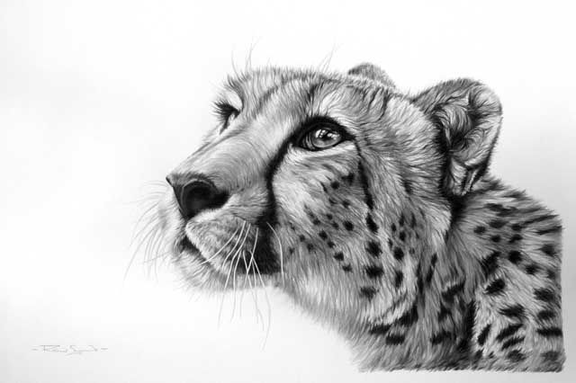 640x426 Cheetah Drawing Made By Richardsymonds In The Style Of Realism - Cheetah Sketch