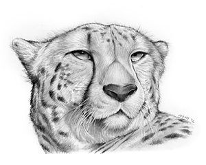 300x240 Cheetah Drawings Fine Art America - Cheetah Sketch