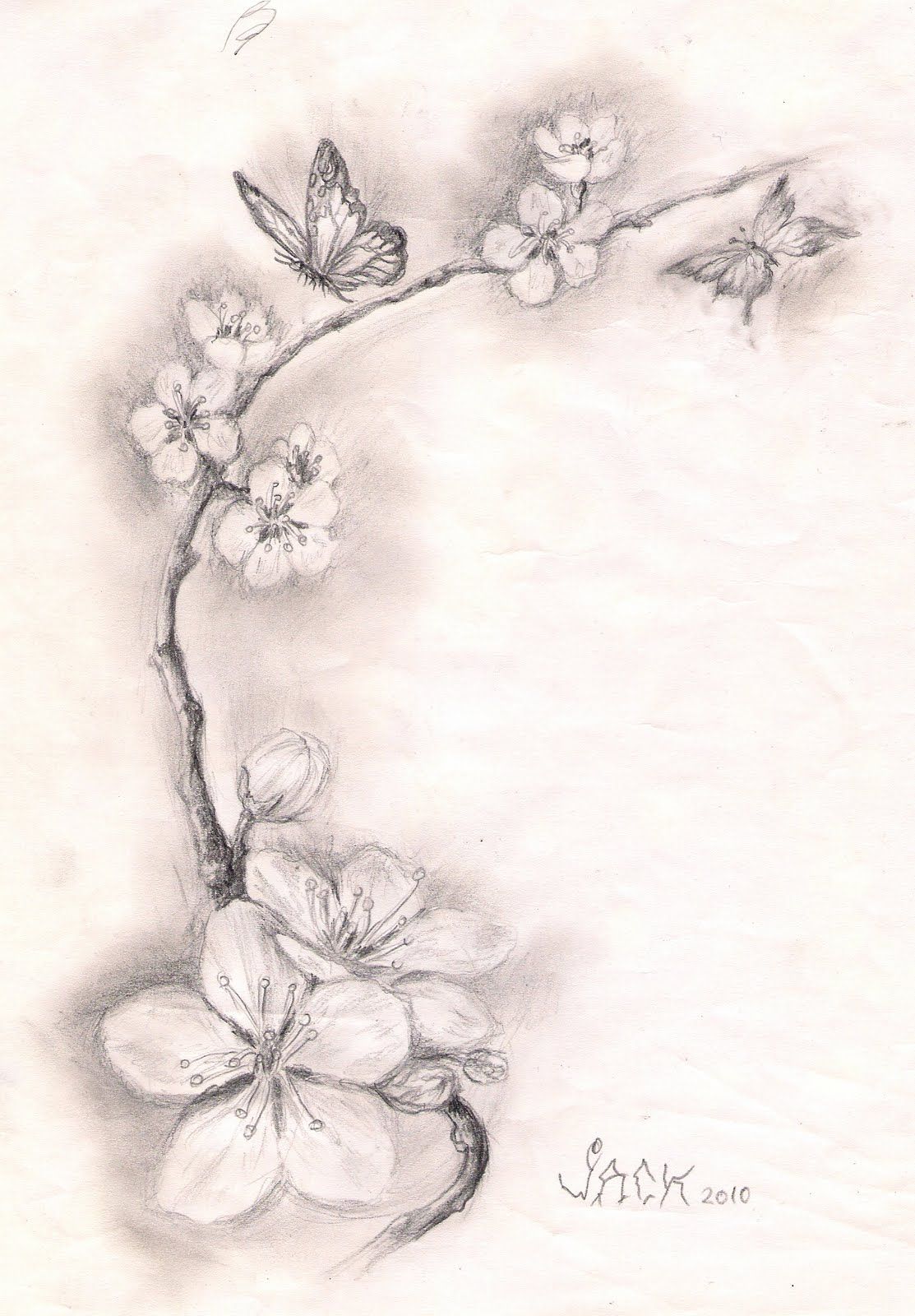 1113x1600 Dracones Tattoo Studio Sketch Cherry Blossoms Hip Scar - Cherry Blossom Branch Sketch