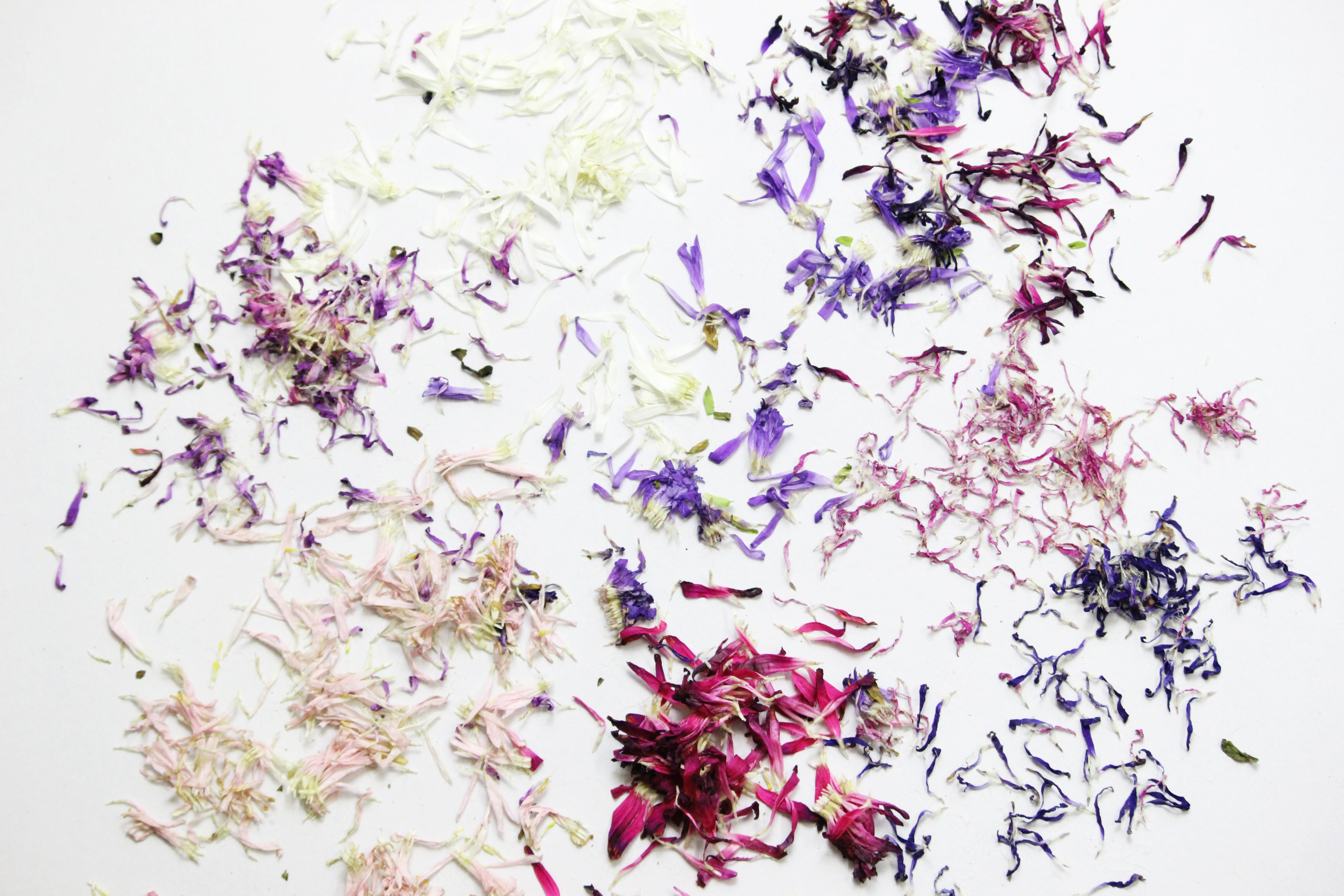 5184x3456 Free Images Branch, Leaf, Flower, Purple, Petal, Spring, Produce - Cherry Blossom Branch Sketch