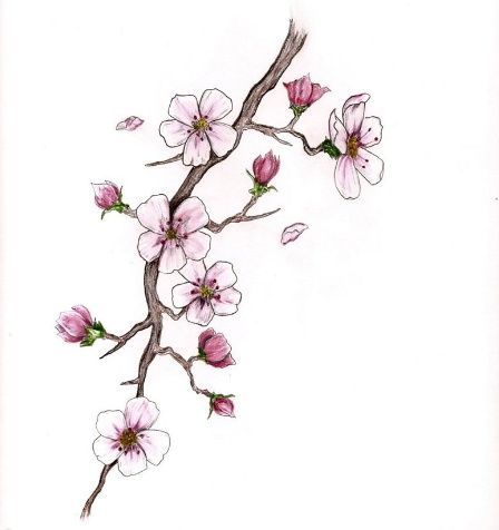 448x476 Photos Japanese Cherry Blossom Sketches, - Cherry Blossom Branch Sketch