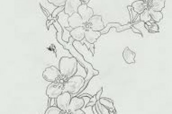 343x228 Cherry Blossom Flower Branch Drawing - Cherry Blossom Branch Sketch