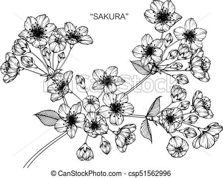 450x358 Cherry Blossom Flower. Drawing And Sketch With Black And White - Cherry Blossom Sketch