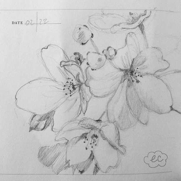 612x612 Sketch Of The Week Cherry Blossoms (Taken With Instagram) S. Diaz - Cherry Blossom Sketch