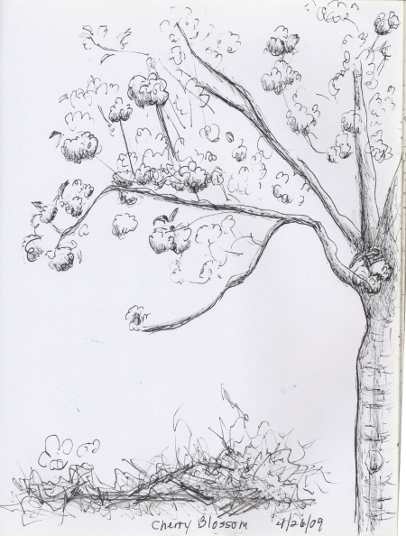 450x594 Sketches Cherry Blossom Tree 2009 Large - Cherry Blossom Sketch