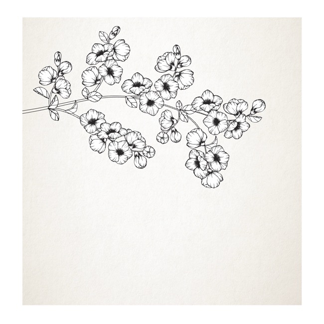 650x650 Cards Square Cherry Blossom Branch Sketch (10x10cm) Pack 50 - Cherry Blossom Sketch