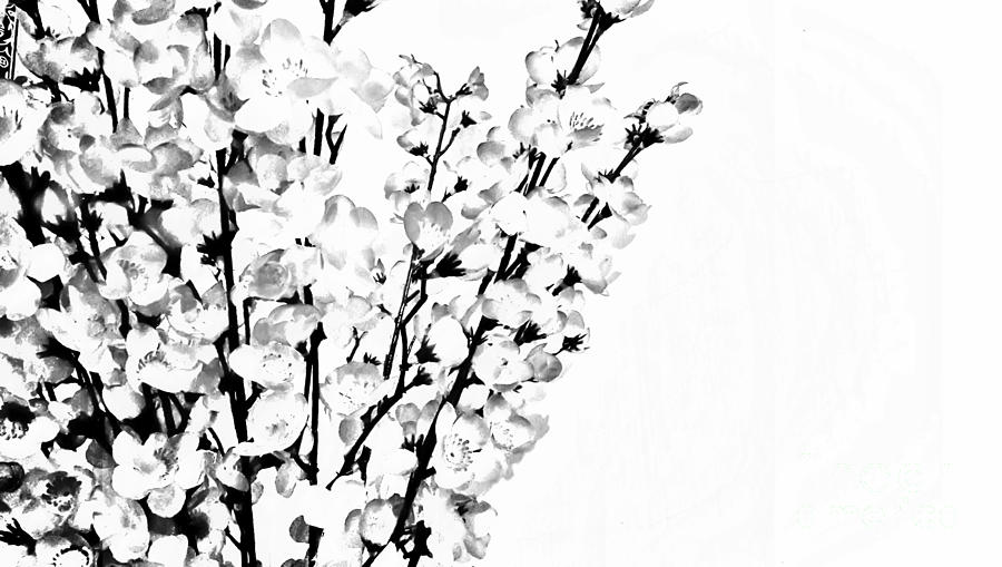 900x509 Cherry Blossom Sketch Digital Art By Steven Tan - Cherry Blossom Sketch