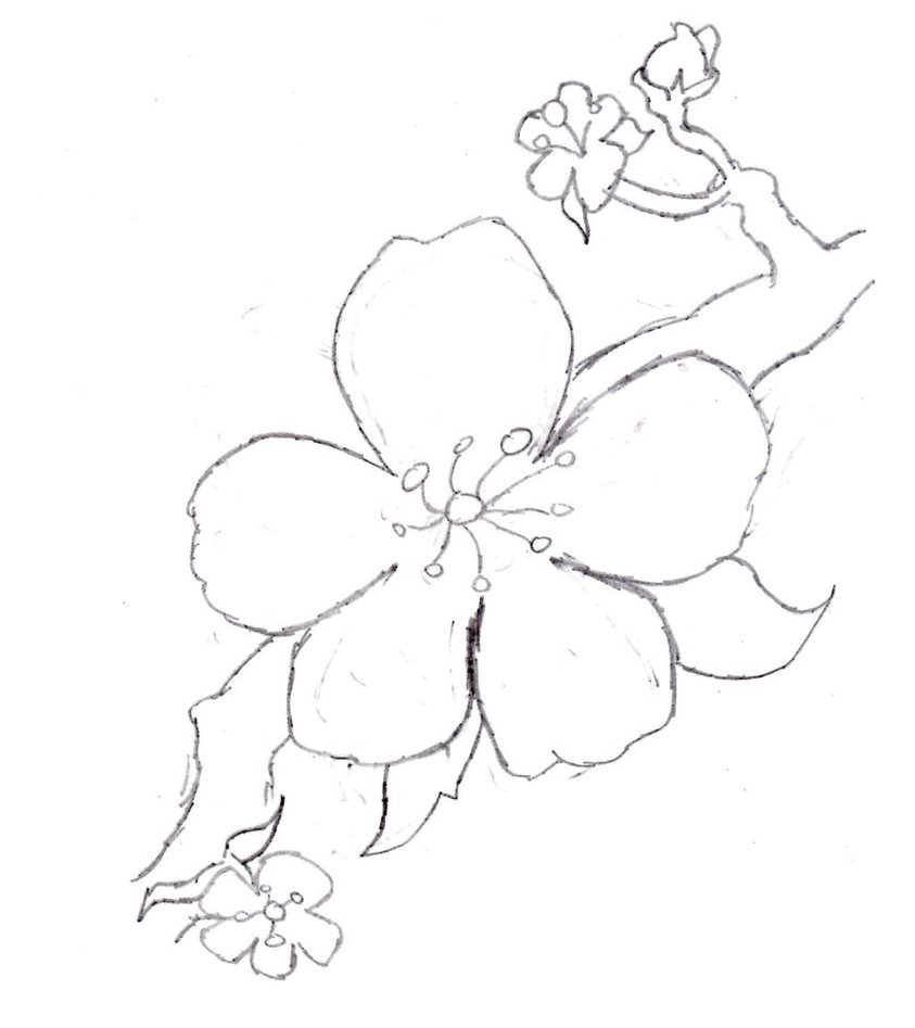 843x947 Cherry Blossoms Sketch By Vampirefrog22 - Cherry Blossom Sketch