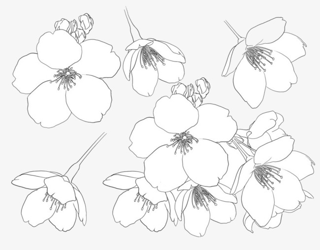 650x508 Cherry Picture, Cherry Blossoms, Sketch, Stroke Png Image And - Cherry Blossom Sketch