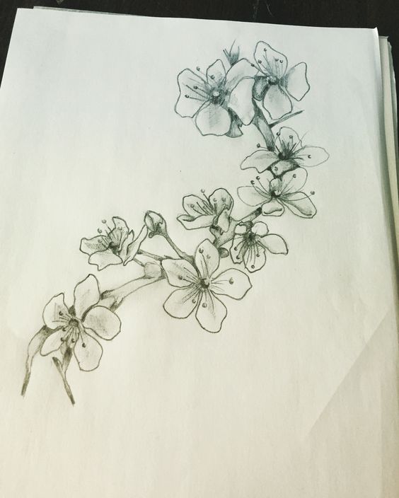 564x704 Cherry Blossom Tattoo Tattoo Ideas Tattoos - Cherry Blossom Tattoo Sketch