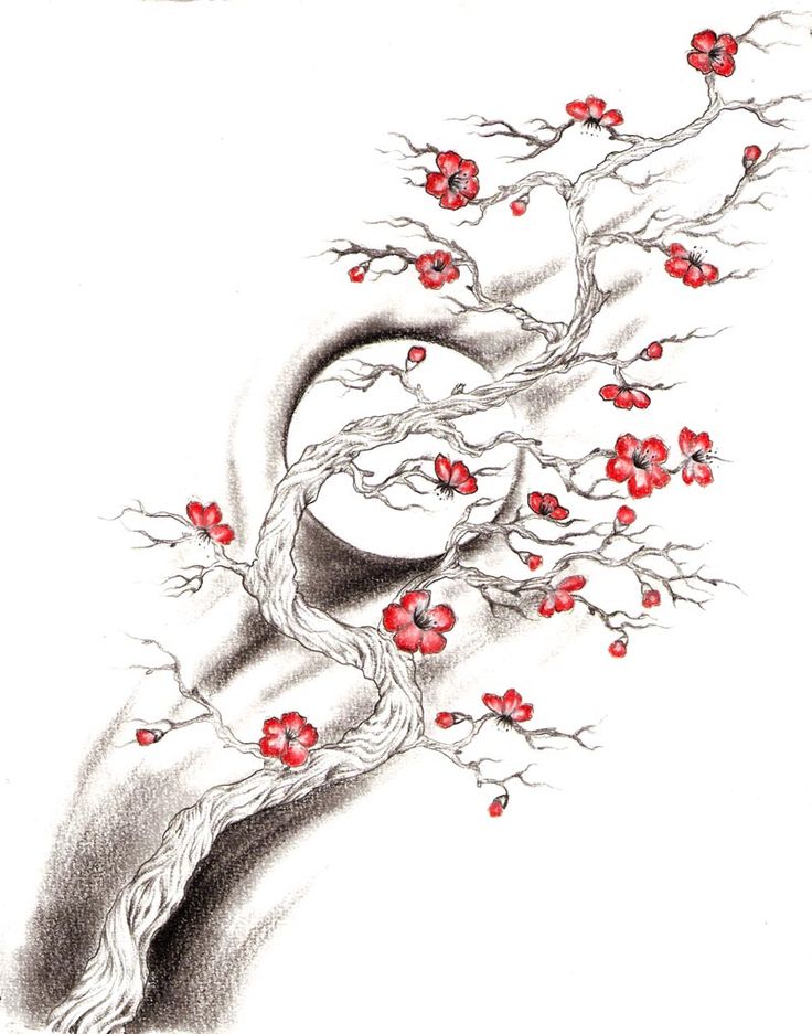 736x937 Drawn Cherry Blossom Pencil Drawing - Cherry Blossom Tattoo Sketch