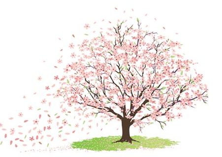 451x320 Cherry Blossom Tree Png Hd Transparent Cherry Blossom Tree Hd.png - Cherry Blossom Tree Sketch
