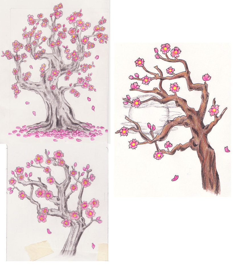 836x955 3 Cherry Blossom Tree Sketches By Lexie613 - Cherry Blossom Tree Sketch