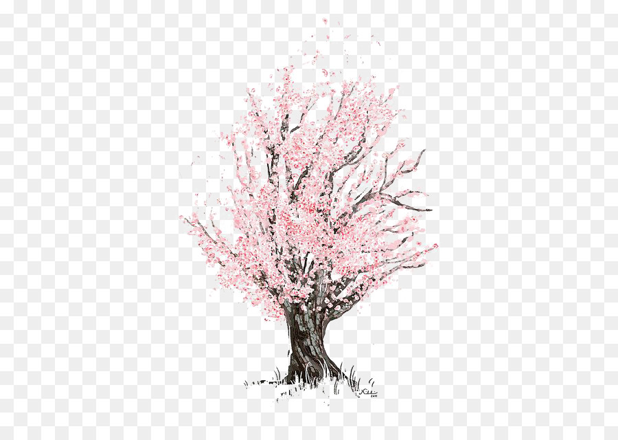 900x640 Cherry Blossom Drawing Sketch - Cherry Blossom Tree Sketch