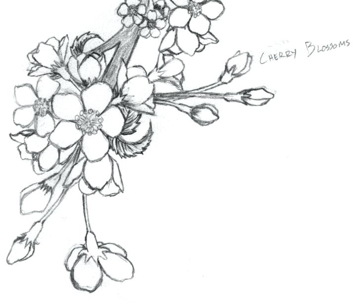 721x612 Chinese Blossom Tree Outline Cherry Blossom Sketch By On - Cherry Blossom Tree Sketch