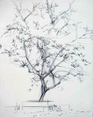 319x400 Sketches Of Cherry Blossom Trees - Cherry Blossom Tree Sketch