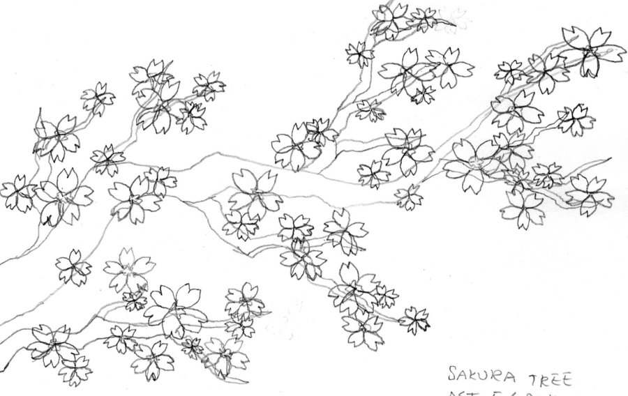 900x568 Cherry Blossom Tree Branch Sketch 28433 Movieweb - Cherry Blossom Tree Sketch