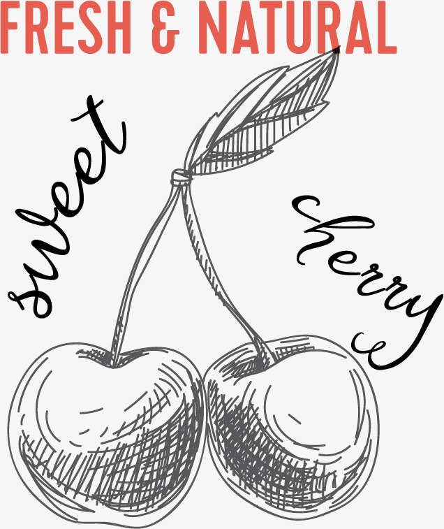 636x757 Cherry Sketch Vector Material Png, Cherry Vector, Sketch Vector - Cherry Sketch