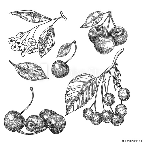 500x500 Cherry Sketch Set. Fruits Vector Illustration. - Cherry Sketch