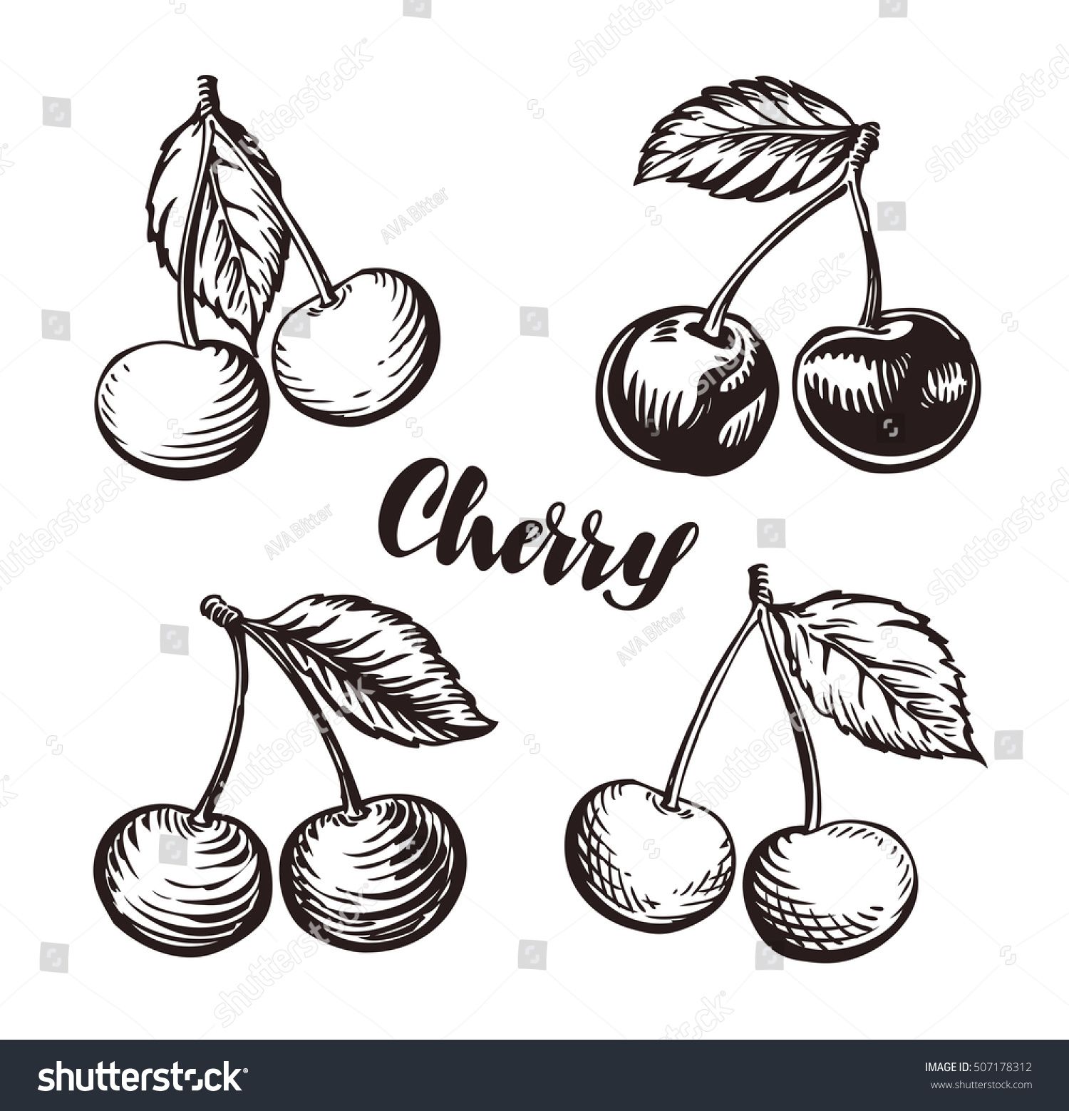 1500x1558 Cherry Sketch. Fruits Vector Illustration Ink - Cherry Sketch