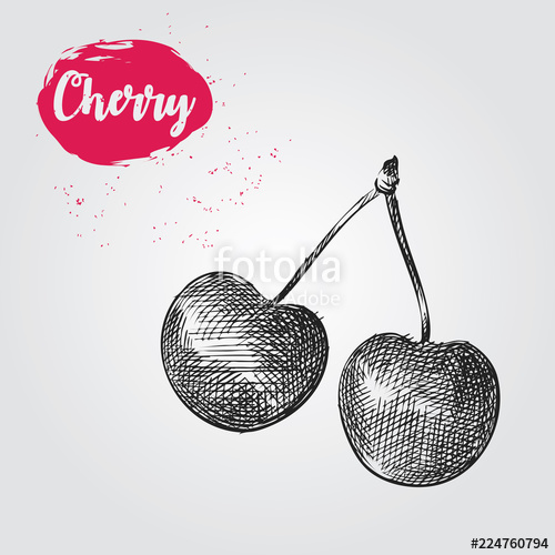 500x500 Hand Drawn Cherry Sketch Isolated On White Background. Berries - Cherry Sketch