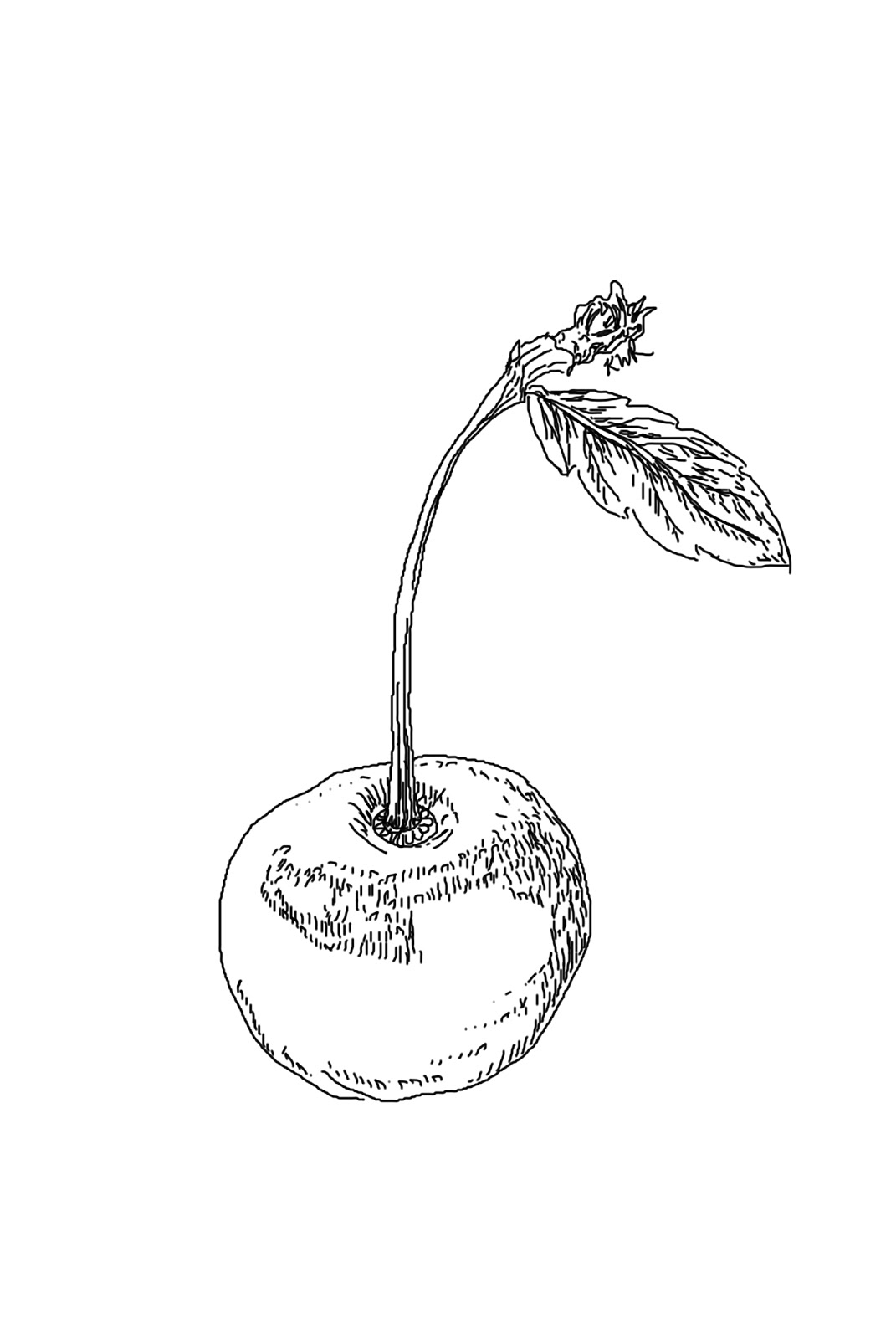 1071x1600 The Kitchen Table Crafter Free Digi Sketch Single Cherry With Leaf - Cherry Sketch