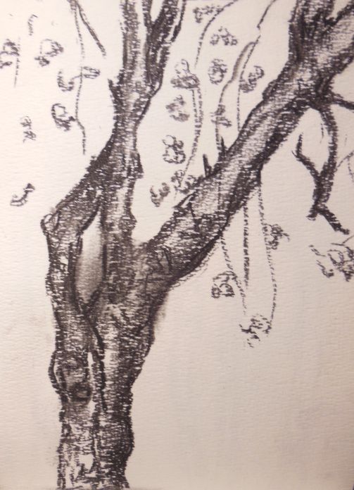 503x696 Cherry Tree Sketch (Charcoal) 2014 Six Eyed Cat Charcoals - Cherry Tree Sketch