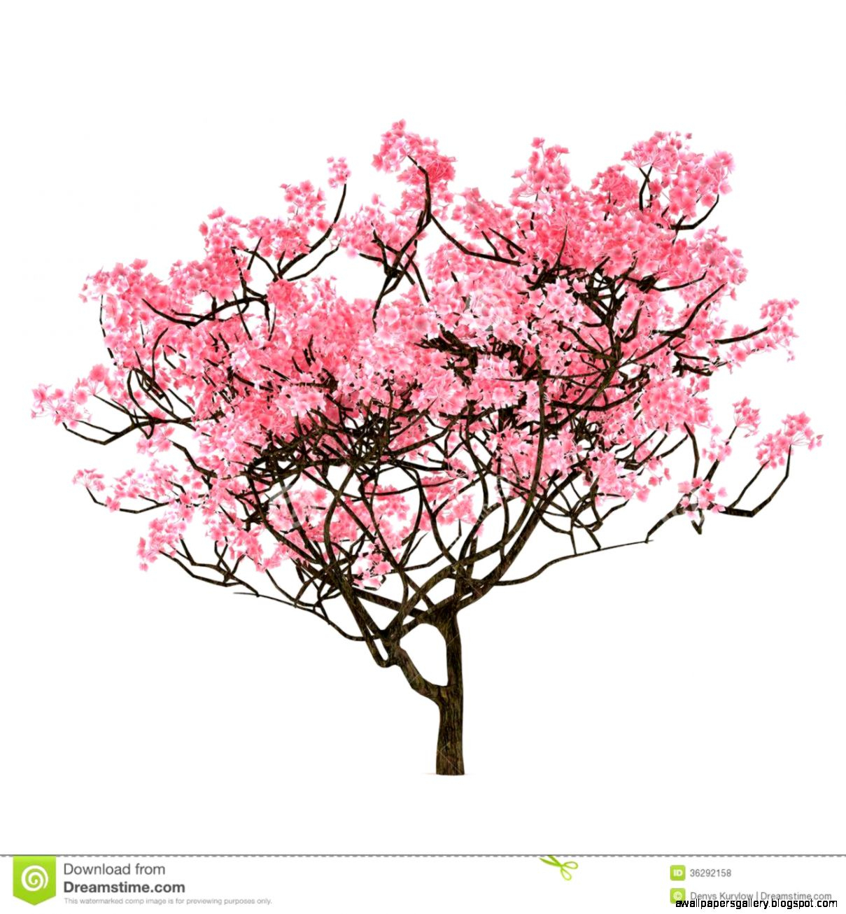 1209x1306 Collection Of Free Blossomed Clipart Color Pencil. Download On Ubisafe - Cherry Tree Sketch