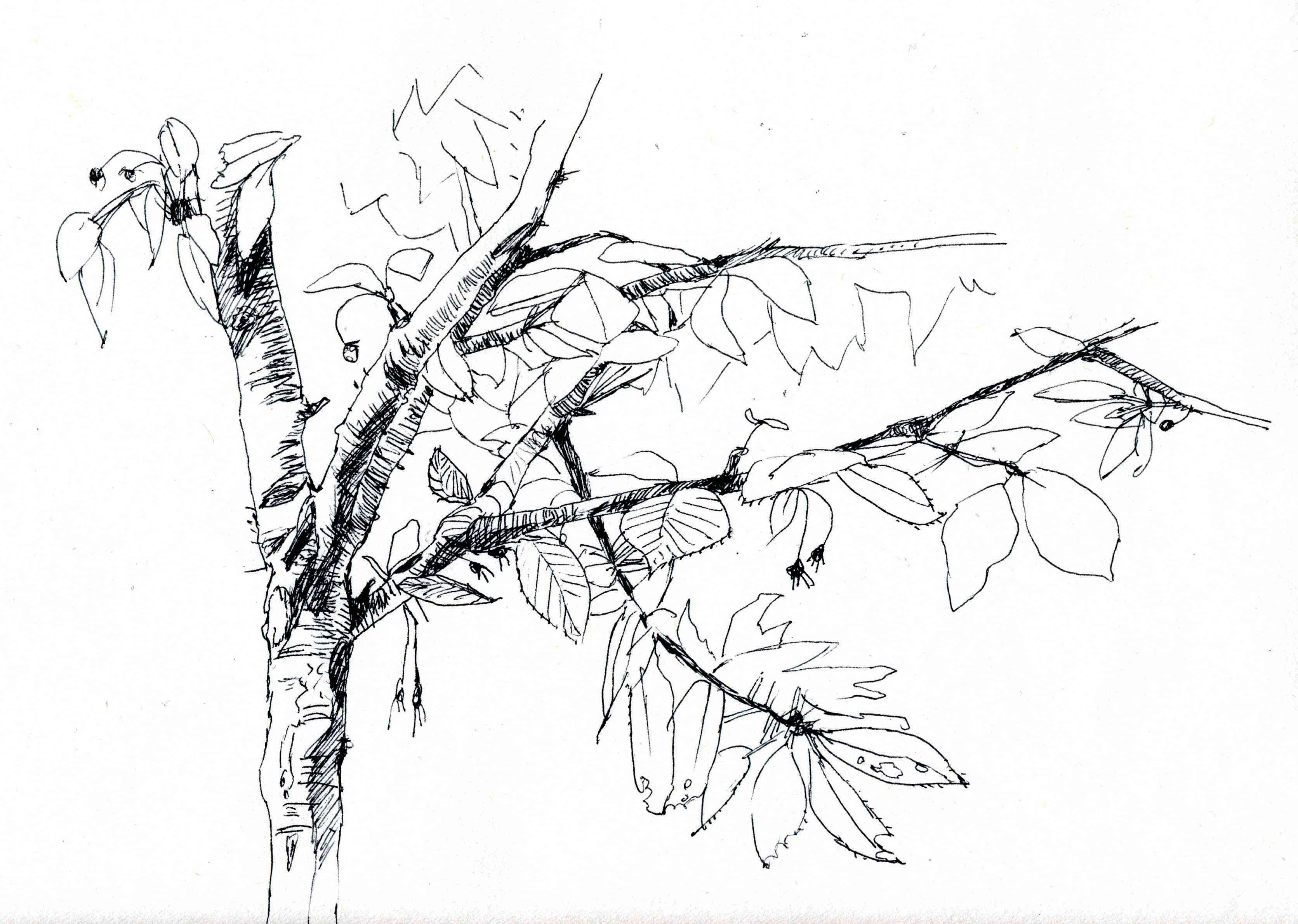 3343x2380 Cherry Tree Dimontana - Cherry Tree Sketch