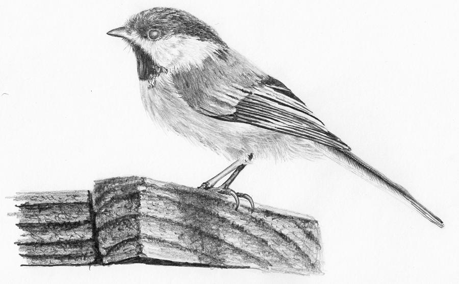 900x556 Chickadee Drawing By Nolan Clark - Chickadee Sketch