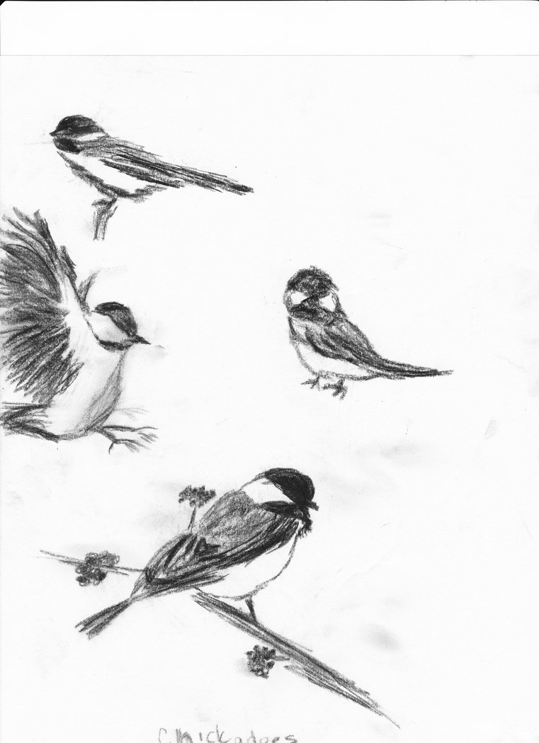 761x1049 Chickadee Sketch By Catandmouse82 - Chickadee Sketch