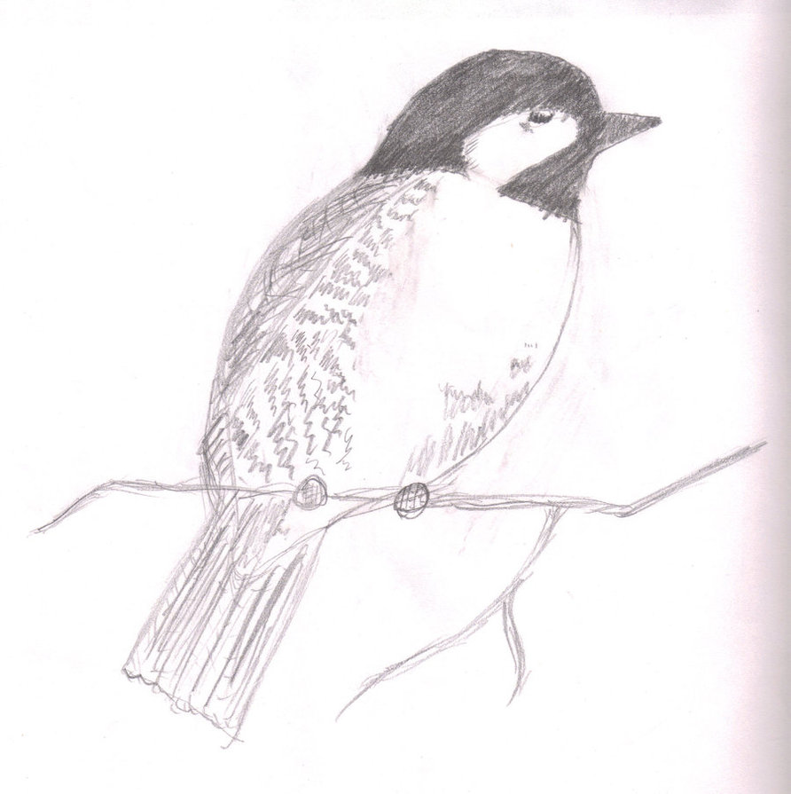 892x895 Chickadee Sketch By Creepyfeet101 - Chickadee Sketch