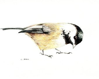 340x270 Chickadee Sketch Etsy - Chickadee Sketch