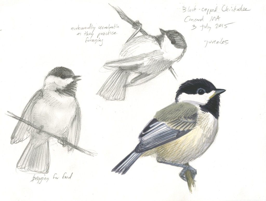 1024x773 Juvenile Chickadees Sketching Sketches, Cap And Bird - Chickadee Sketch