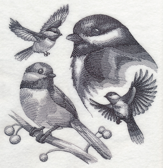 565x579 Machine Embroidery Designs - Chickadee Sketch