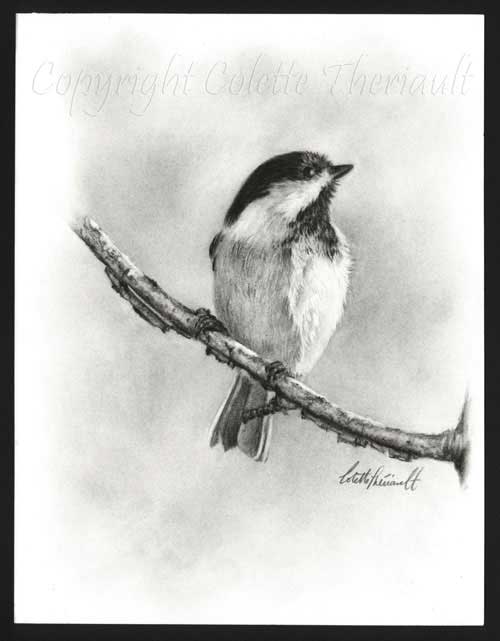 500x641 Pet Portraits And Wildlife Art By Canadian Nature And Animal - Chickadee Sketch