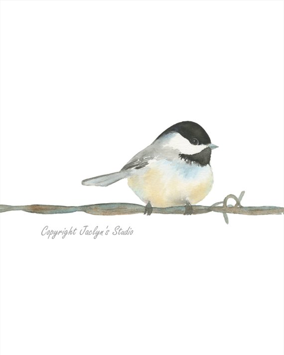 570x713 Watercolor Chickadee Painting On Barbed Wire 8x10 Etsy - Chickadee Sketch