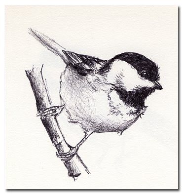 371x393 Chickadee Sketch Image - Chickadee Sketch